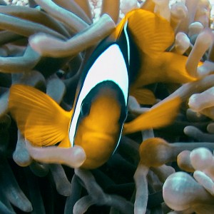 Clown fish