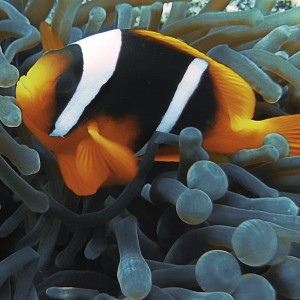 Clown fish