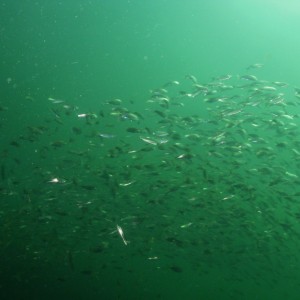 Bait fish at the coal barges off of Gulf Breeze