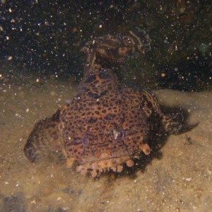 Gulf Toadfish at  the coal barges off of Gulf Breeze
