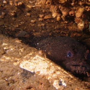 Second of two toadfish at the coal barges