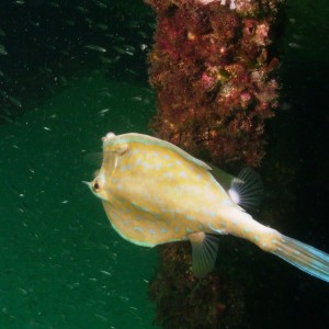 Cowfish at the coal barges (specific type?)