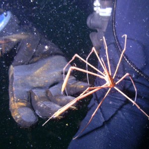 BIG arrow crab on the USS Oriskany