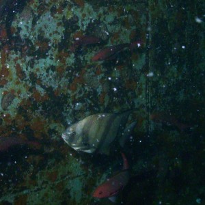 Spade fish on the USS Oriskany