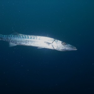 Barracuda at the safety stop on the USS Oriskany