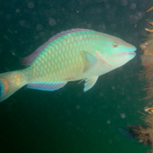 Stoplight Parrotfish (terminal)