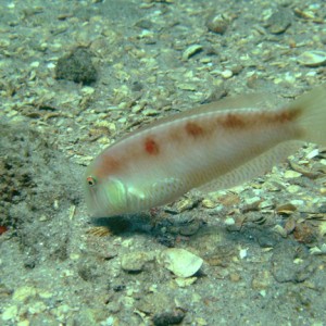 Pearly Razorfish (male)