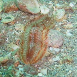 Red-tipped Fireworm