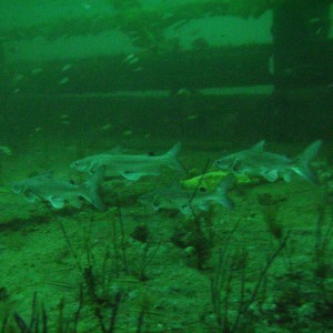 Hardhead catfish @ PCB bridge span
