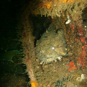 Gulf toafish hiding along PCB bridge span