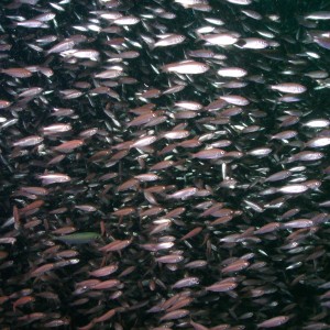 Baitfish @ the Red Sea
