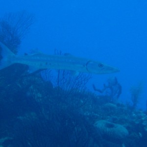 barracuda_1