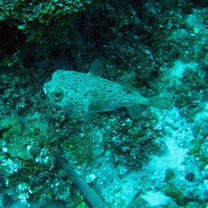 puffer_1