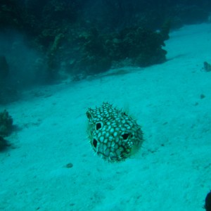 puffer_2