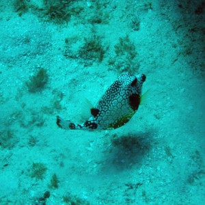 puffer_4