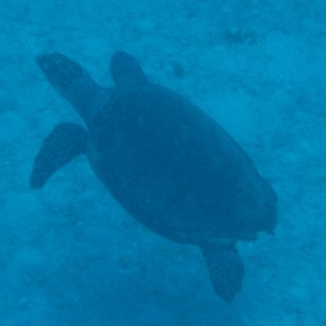 turtle_1_1