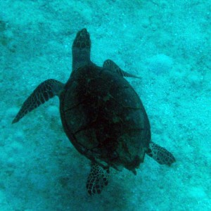 turtle_1_2