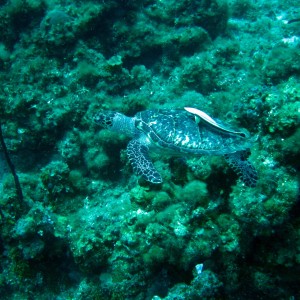 turtle_2_1