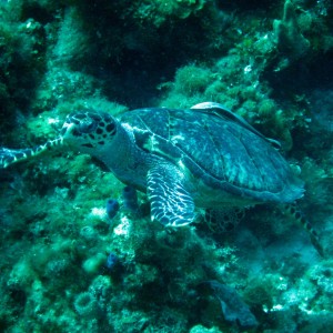 turtle_2_3