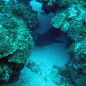 nurse_shark_1_1