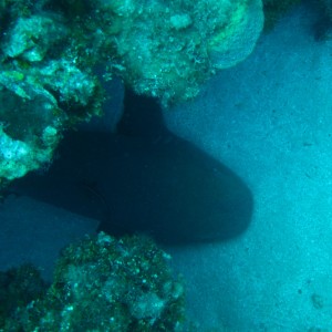 nurse_shark_1_3