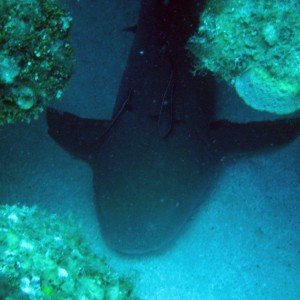 nurse_shark_1_4