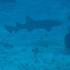 nurse_shark_2_1