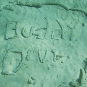 Welcome to Buddy Dive