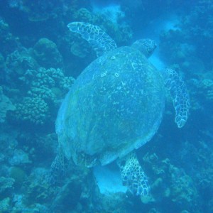 adult green turtle