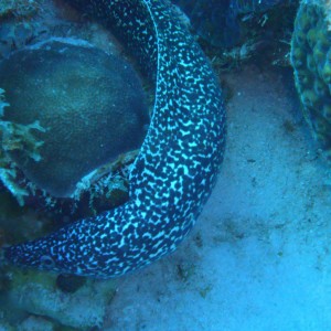 spotted moray ell