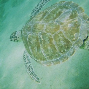 sea_turtle6