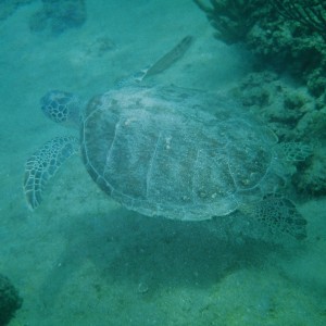 sea_turtle_22