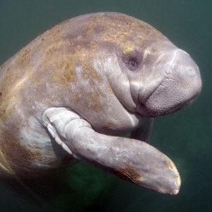 Best Manatee