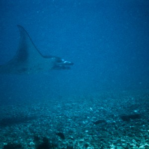 manta