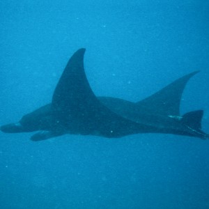 manta