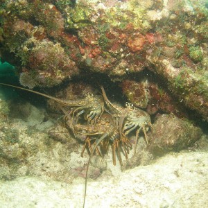 Alligator Reef lobsters (3 at once!)
