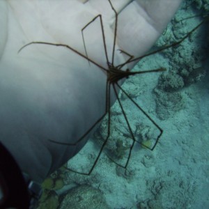 Arrow crab