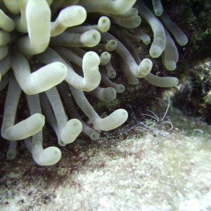 anemone and shrimp