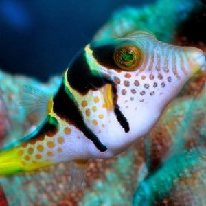 boxerfish