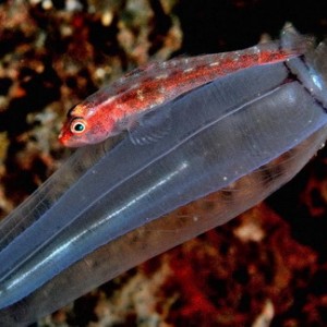 redgoby_pose1_rz_