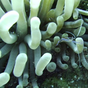 anneome_and_shrimp