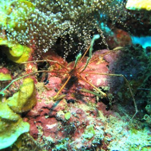 Arrow Crab