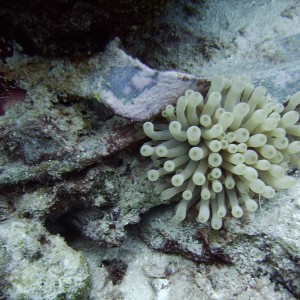 Anemone and old sandle