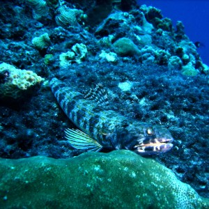 sand diver on the coral