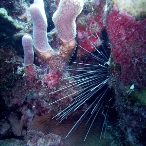 Spiney urchin