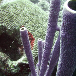 tube sponges and brain coral