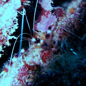 Small cleaner shrimp