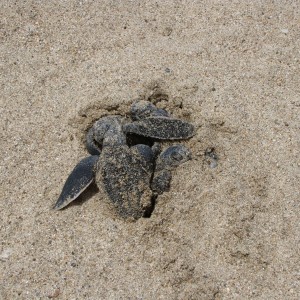 1st Sea Turtle hatchling