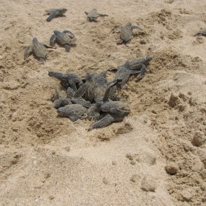 Sea Turtles headed for ocean