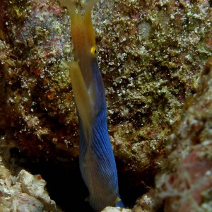 blue_eel